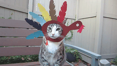 Thanksgiving Cat