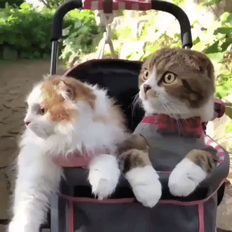 cats hiding