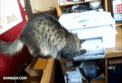 commercial invoice cat