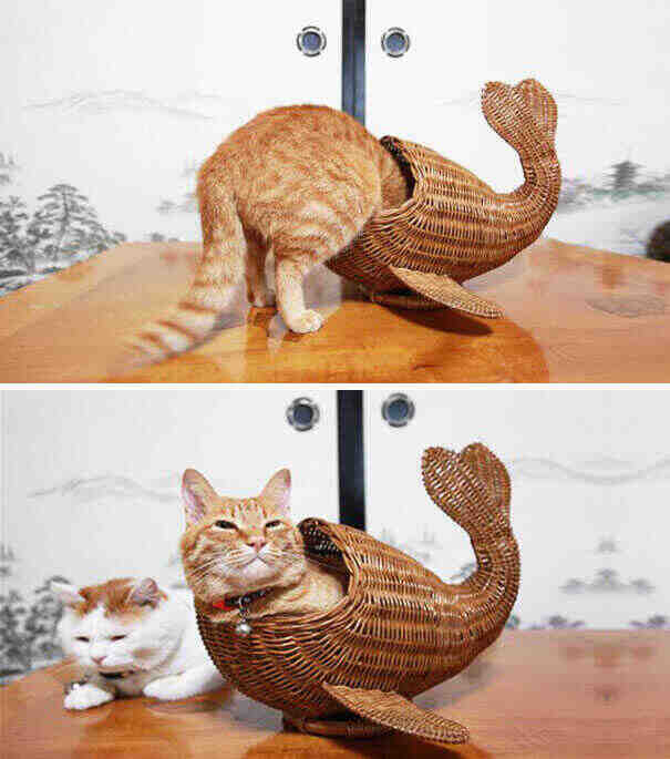 if it fits i sits - kagonekoshiro