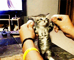 kitten shimmy