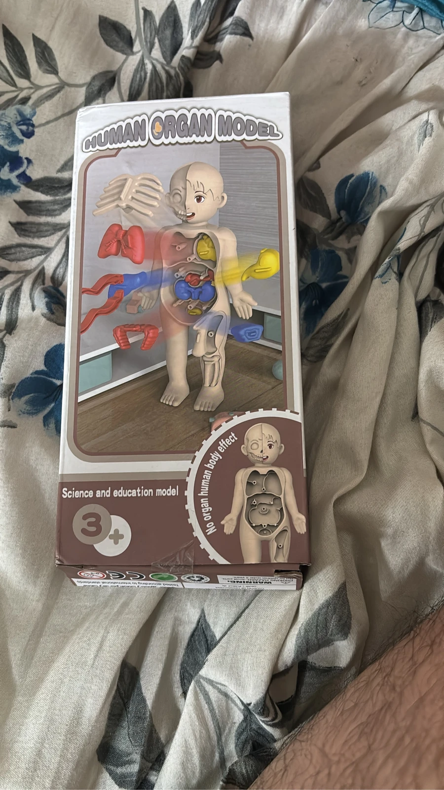 نموذج أعضاء جسم الإنسان | Human Organ Model