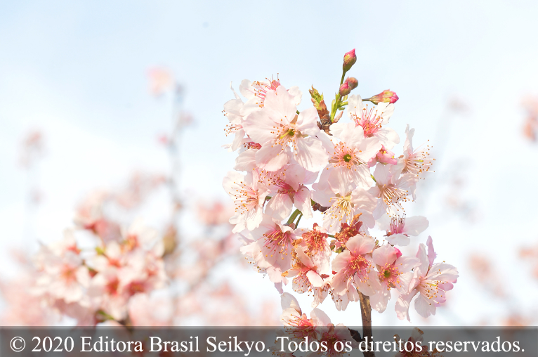 O florescer da felicidade