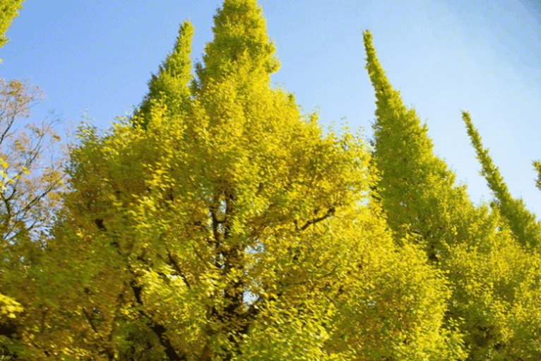 Foto recente tirada por Ikeda sensei em Tóquio