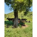 Ícone da ROSARIO MINEIRO AGRO COMERCIAL LTDA