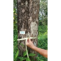 Logotipo da empresa TROPICAL FLORA