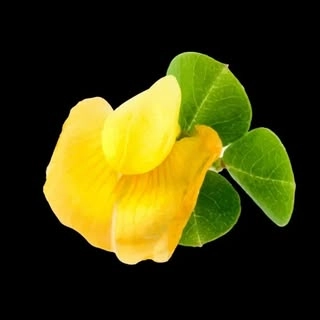 Logotipo da empresa SATRA