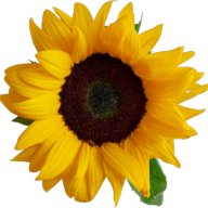 Logotipo da empresa COMETA IMPORTS LTDA.