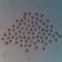 Logotipo da empresa BIOTEC