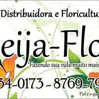 Logotipo da empresa DISTRIBUIDORA DE FLORES BEIJA FLOR