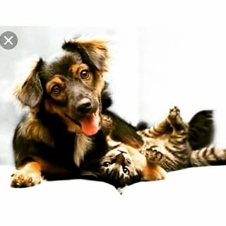 Logotipo da empresa PROBICHOS