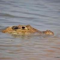 Logotipo da empresa MEIA TRES BEBIDAS E CONVENIENCIAS