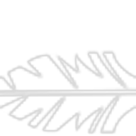 Logotipo da empresa DUMATO DA AMAZONIA