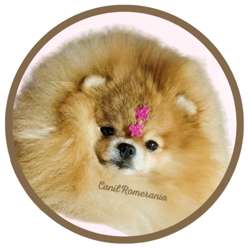 Logotipo da empresa CANIL ROMERANIA