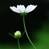 Logotipo da empresa GRUPO DA FRATERNIDADE ESPIRITA IRMAO CAMILO