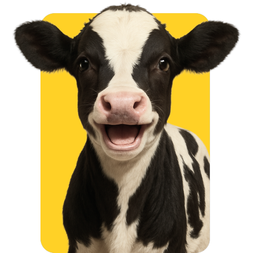Logotipo da empresa MARJORI GHELLAR