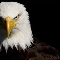 Logotipo da empresa AGUIA SUPERMERCADOS LOJA 4 LTDA