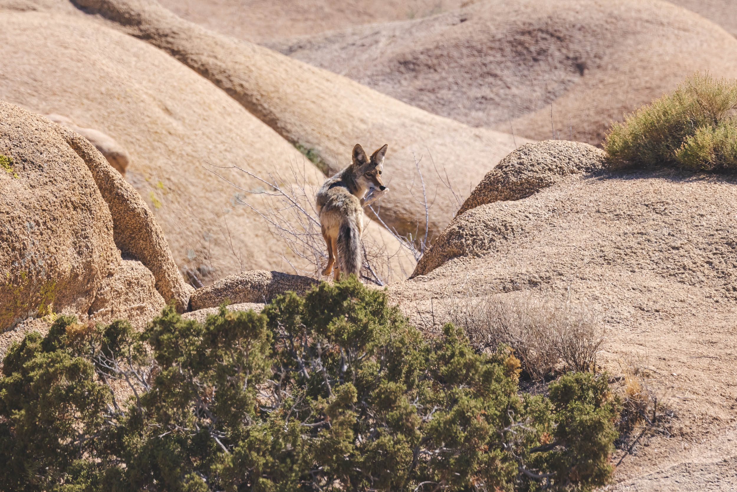 A coyote walks away from the campground with some bounty in its mouth