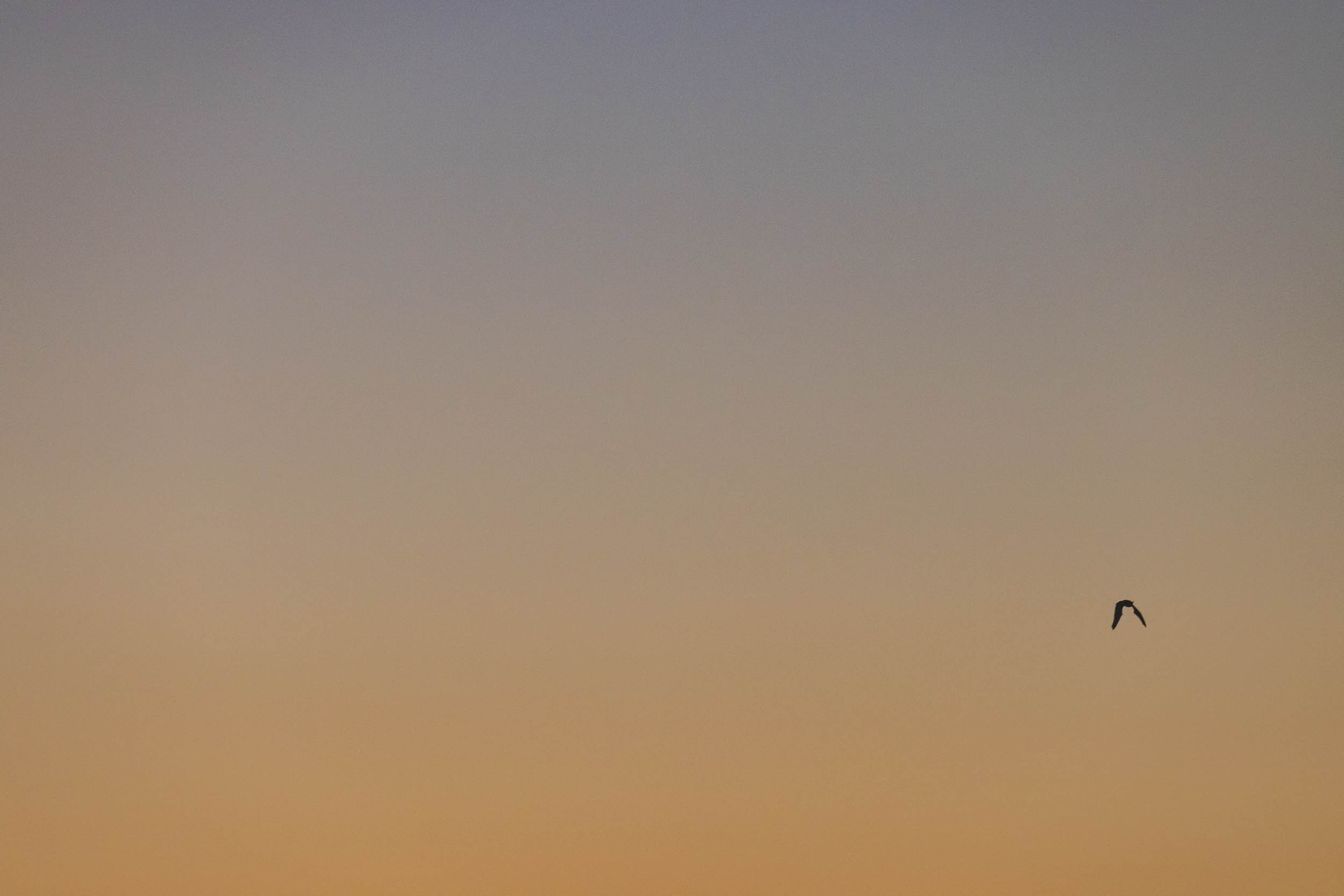 A bat flies through the skies above Ryan Mountain