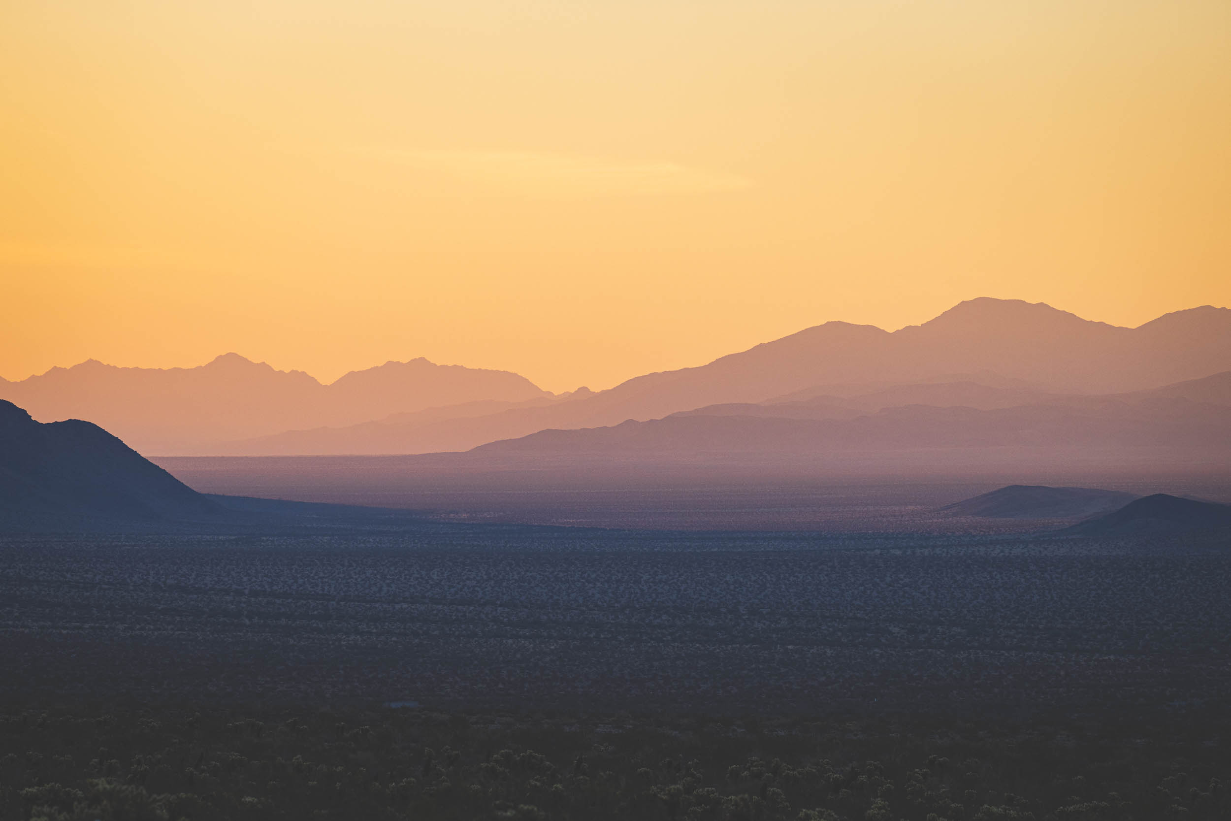 Sunrise at the Cholla Cactus Garden