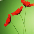 Hipp Health logo