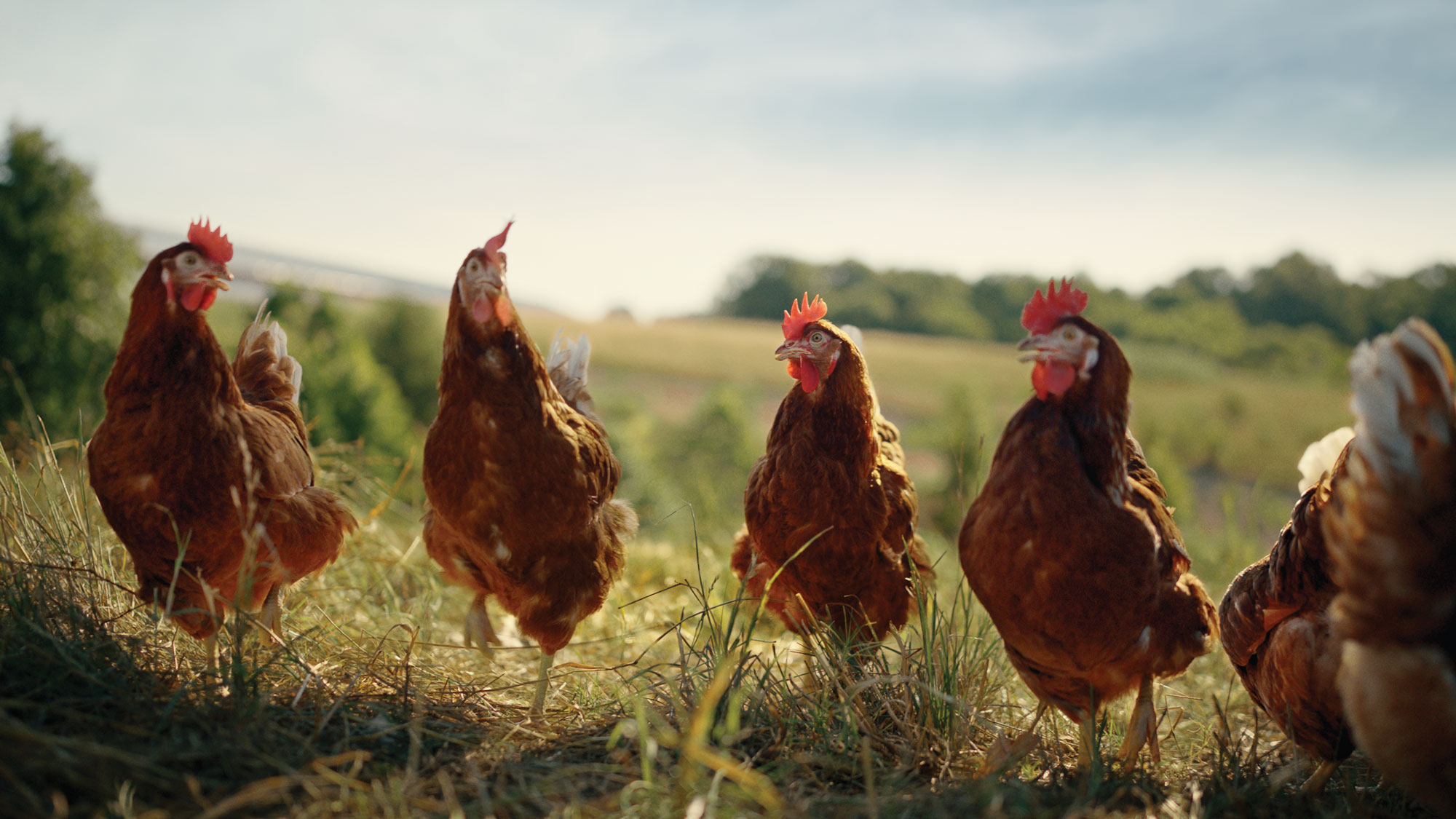 Vital Farms