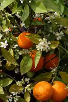 Аромадифузор для приміщень Цитрусовий коктейль 100 мл Collines de Provence