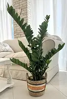 Заміокулькас штучний в горщику 115 см