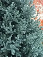 Ялинка Super Traditional лита пишна 220 см блакитна