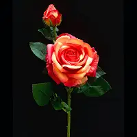 Висока штучна троянда 65 см Real Touch, латексна реалістична квітка з бутоном, сицилійський апельсин (рожево-персикова)