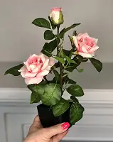 Троянда рожева штучний кущ в горщику 29 см