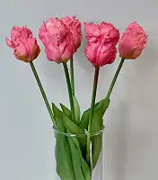 Тюльпани штучні латексні махрові букет 5 квіток рожевий