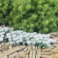 Гірлянда хвойна Lux лита 1,2 м засніжена