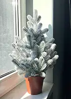 Ялинка Traditional лита в горщику 50 см засніжена новинка