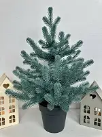 Ялинка Traditional лита в горщику 50 см блакитна новинка