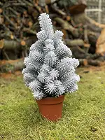 Ялинка лита Premium у горщику 50 см засніжена