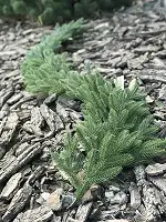 Гірлянда хвойна Classic лита 2 м світло-зелена