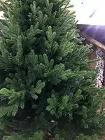 Ялинка Traditional реалістична лита з дерев'яним стовбуром 3 м зелена