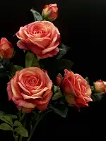 Висока штучна троянда 65 см Real Touch, латексна реалістична квітка з бутоном, сицилійський апельсин (рожево-персикова)