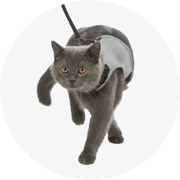 Амуніція для котів Flexi