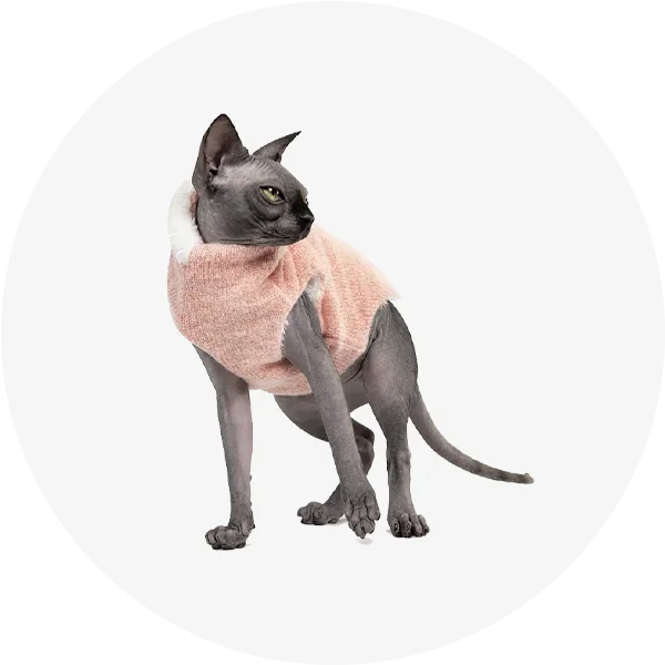 Одяг і аксесуари для котів Pet Fashion