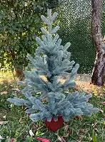 Ялинка Traditional лита в горщику 70 см блакитна