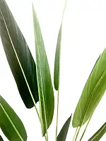 Стреліція штучна в горщику 130 см