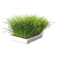 Трава Trixie Soft Grass для котів та кошенят контейнер пластик 100 г