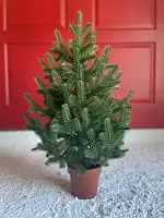 Ялинка Traditional лита в горщику 70 см зелена новинка