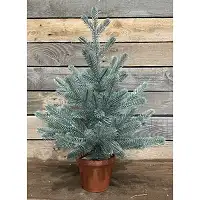 Ялинка Traditional лита в горщику 50 см блакитна