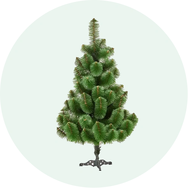 Сосна традиційна