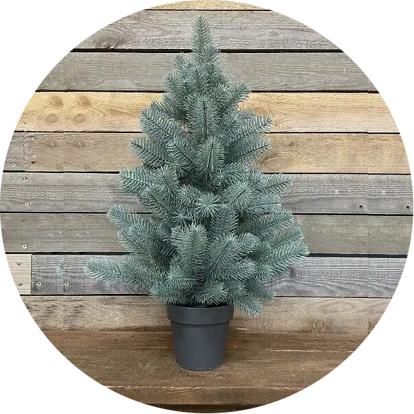 Ялинки Premium в горщику