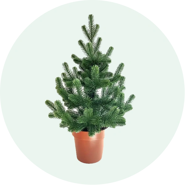 Traditional НОВИНКА