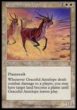 Graceful Antelope